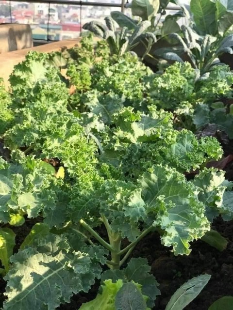 Hạt giống cải kale cải xoăn xanh chịu nhiệt ( hơn 500 hạt ) giá rẻ