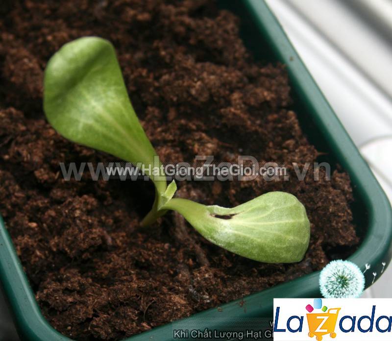 10h Hạt Giống Atisô Mix Màu (A5.104| C50*W23*M174)