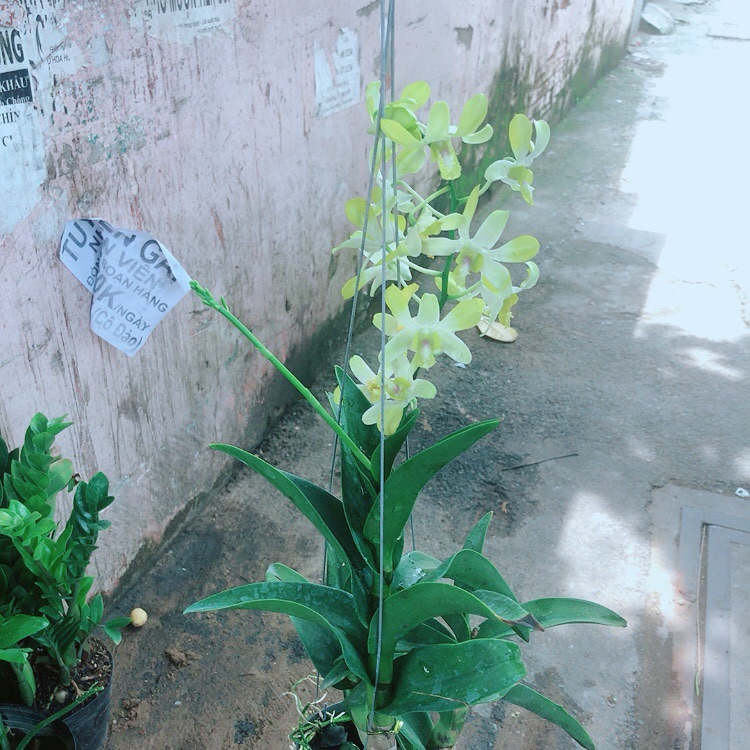 Lan Dendro Vàng Nhạt