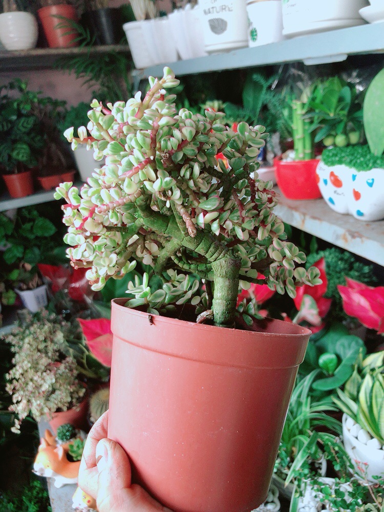 Cây Cành Vàng Lá Ngọc Cổ Thụ