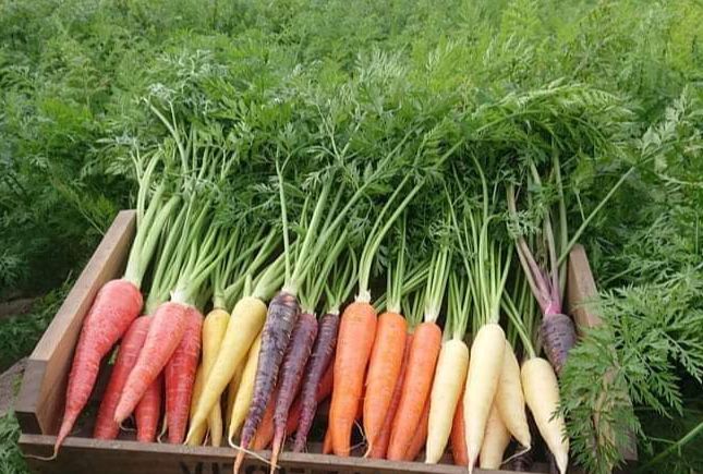 40h Hạt Giống Cà Rốt Mix Màu - TaNe Garden