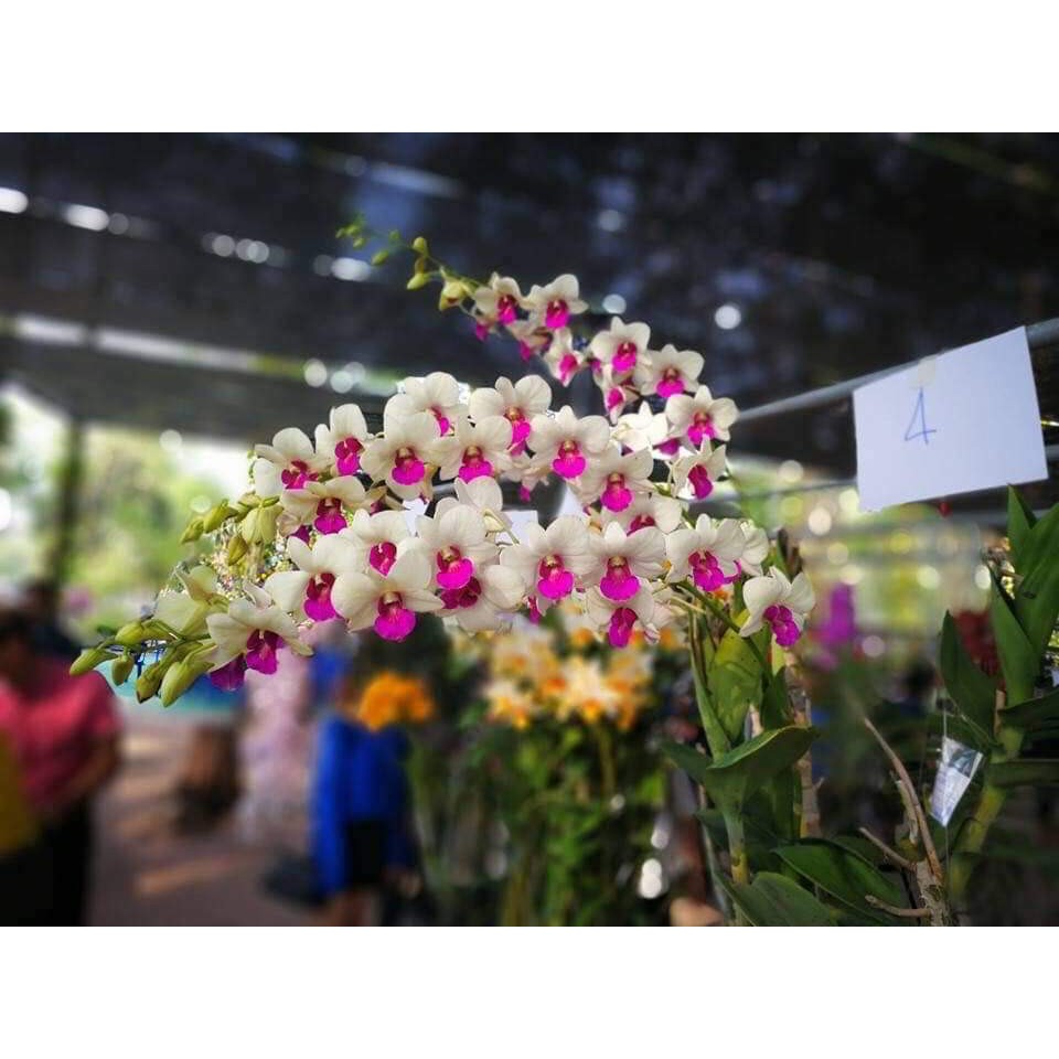 cây giống hoa lan dendro cao 10-20cm