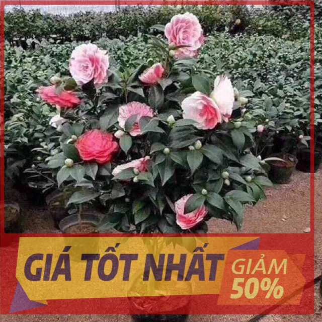 Cây trà my ngũ sắc , cây to khỏe đẹp, đang nụ sắp hoa, đúng dịp tết