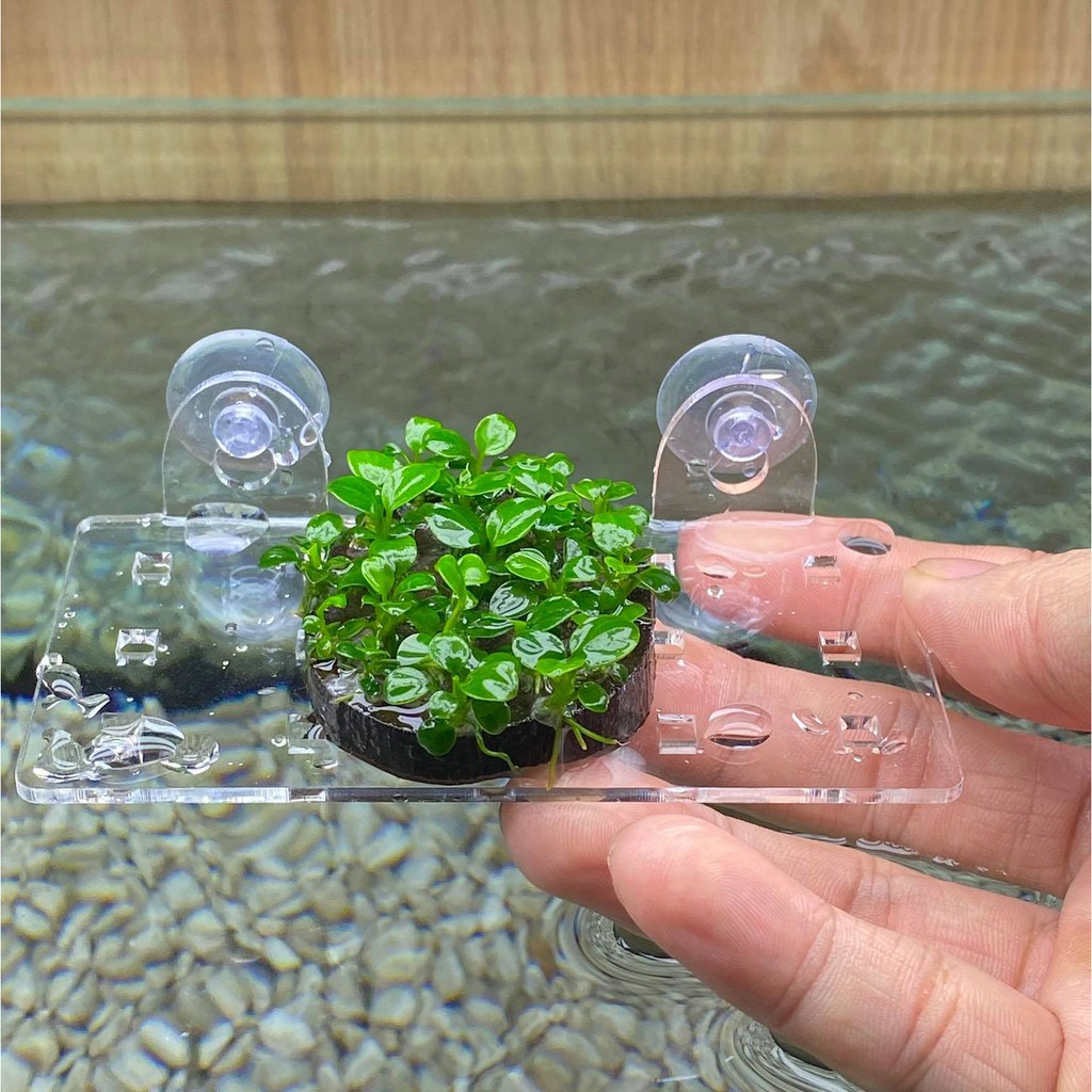 Vỉ Acrylic Trồng Cây Thủy Sinh - Tấm Nâng Acrylic - Giá Thể Ươm Ráy, Bucep - Đỡ Vĩ Ươm Rêu Hít Thành Kính