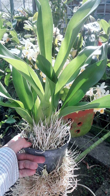 Lan Hoàng hậu cây trưởng thành