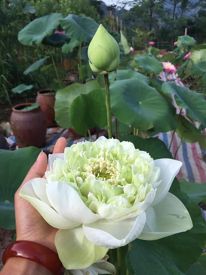 Sen Quan Âm Trắng_ Củ Giống