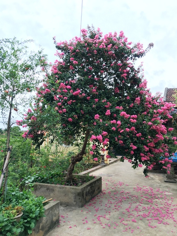Combo 2 cây Hoa Tường Vi