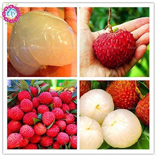 VẢI KHÔNG HẠT CÂY GIỐNG+ (500g) phân thỏ hữu cơ