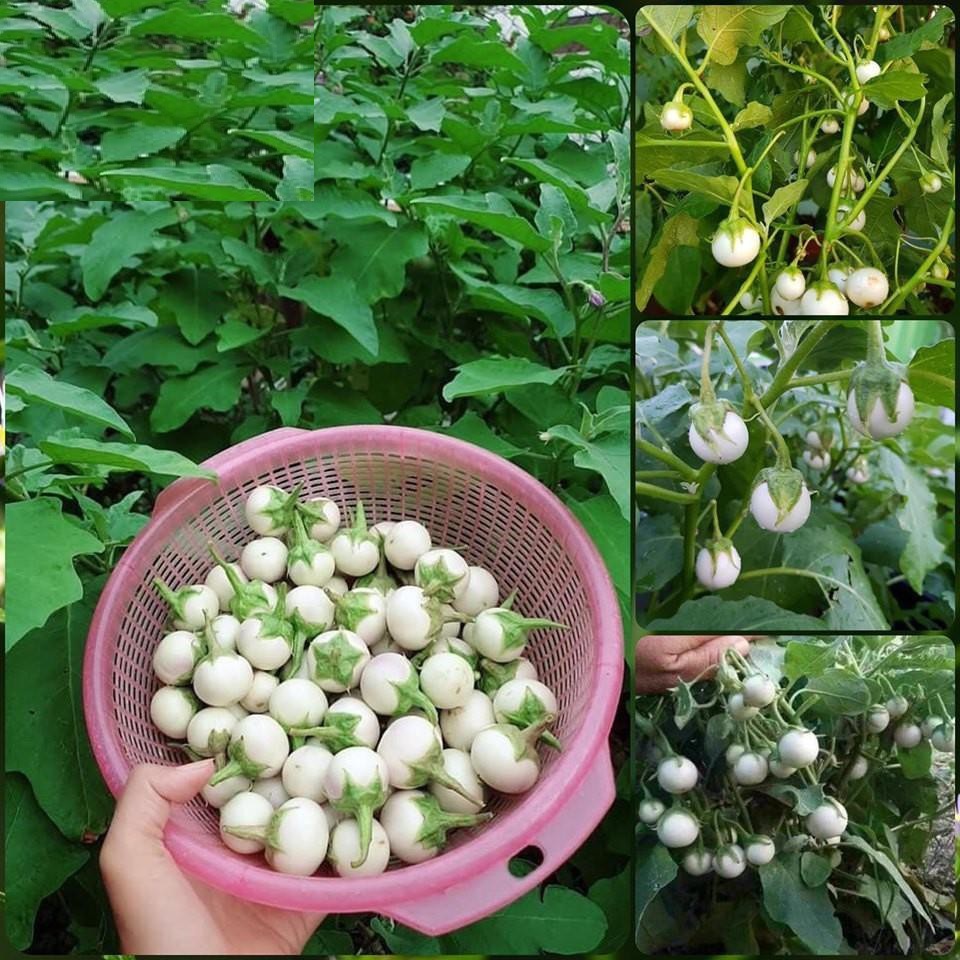Túi 2 gr hạt giống cà pháo trắng . hạt giống chất lượng cao