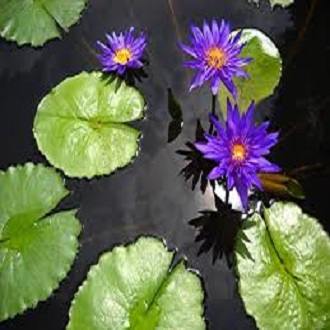 Củ hoa súng Thái nhiều màu