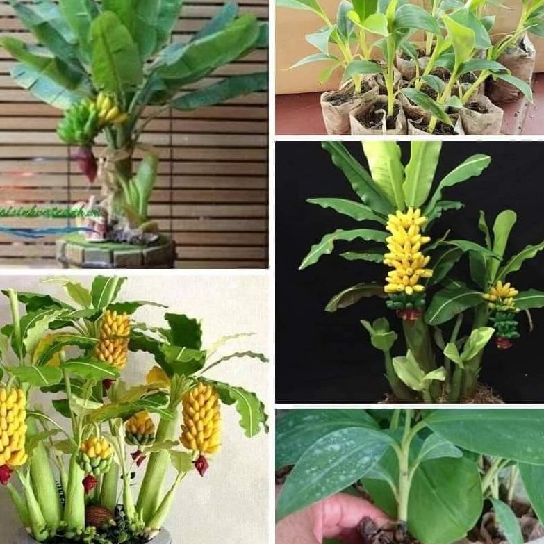 Cây chuối cảnh mini (chuẩn giống chuối mini) _CÂY GIỐNG ĐỨC MẠNH
