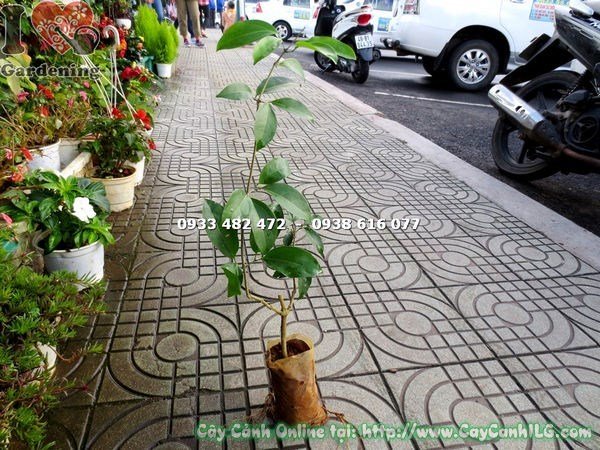 Cây hoa Lan Tỏi-lan leo tỏi tím. bầu lớn