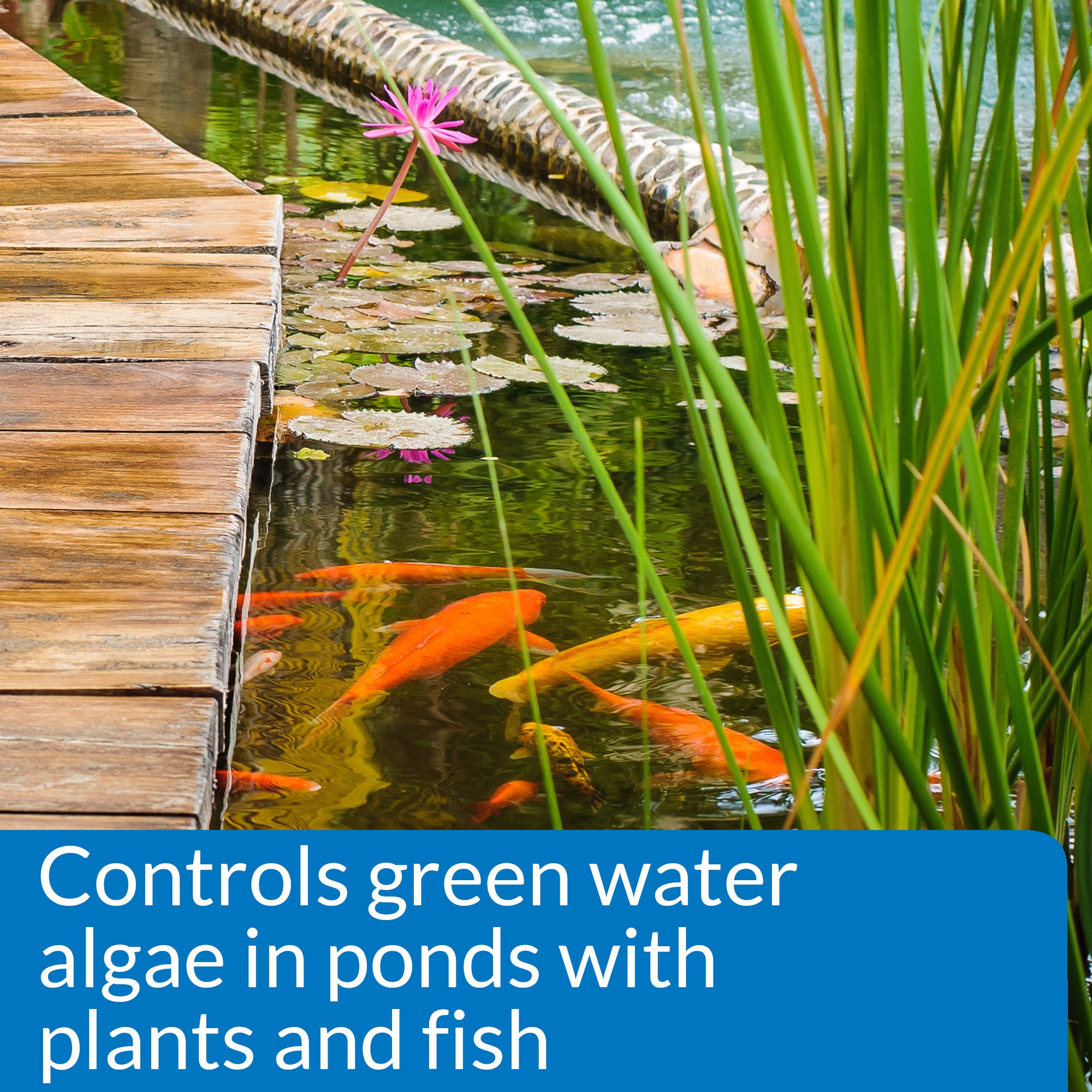 API - Microbial Algae Clean - Vi sinh ăn rêu tảo, mùn bã, chất dơ