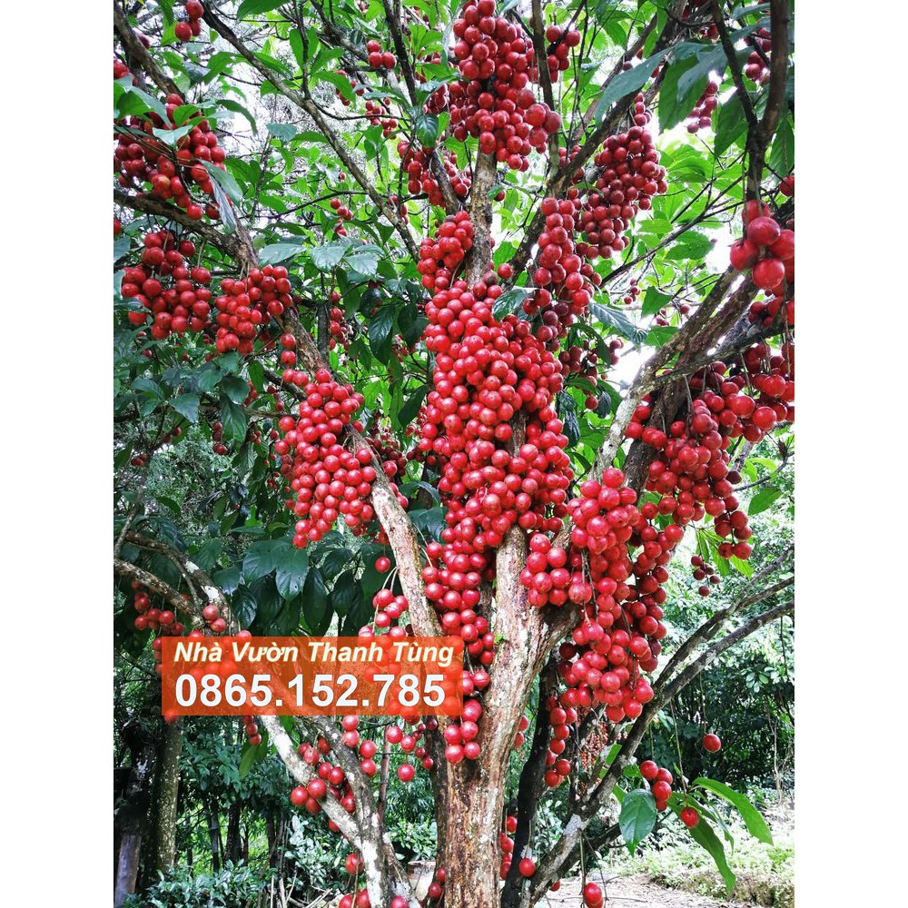 ( MỚI VỀ ) Cây giống Dâu da Đỏ - Quả Ngọt