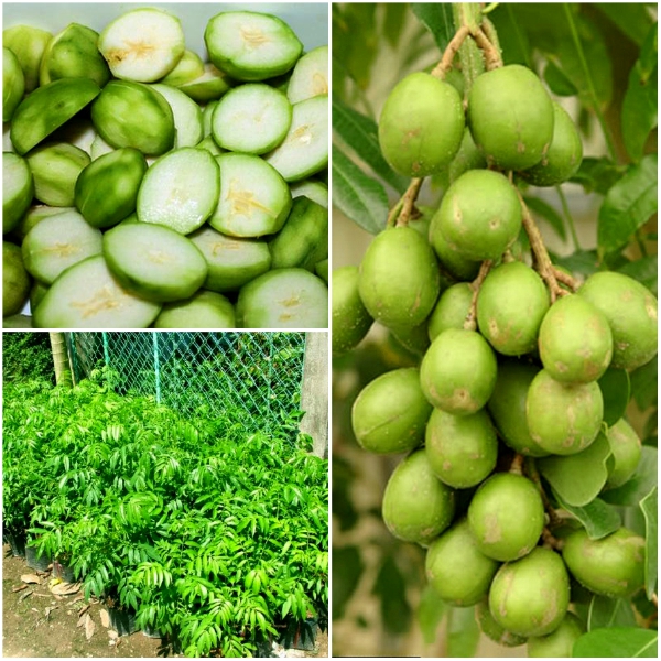 "Gói 5 Hạt " Hạt giống cây ăn trái cóc Thái lùn