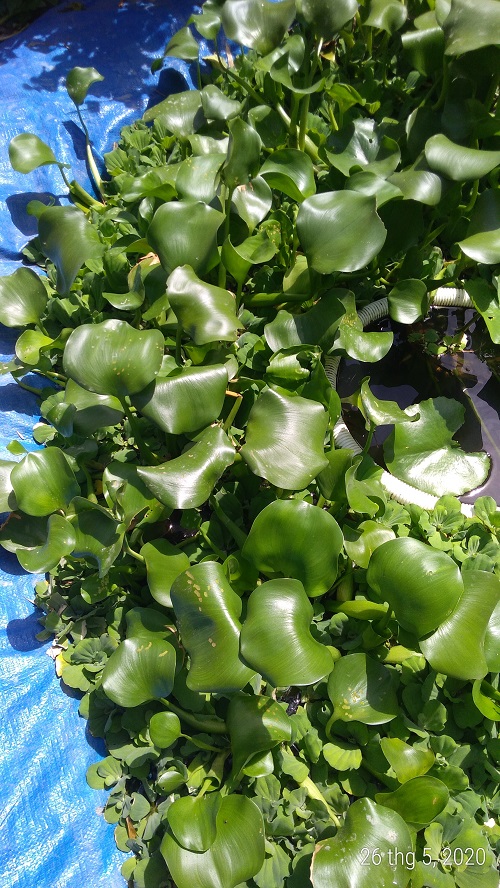 Bèo lục bình - Cây thủy sinh (1 bó 2 cây cao hoặc 3 cây lùn)