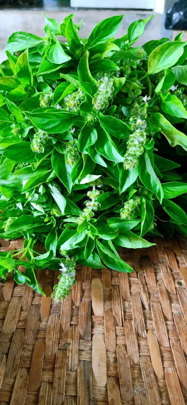 Muối tre lá é hũ 500gr - 155k