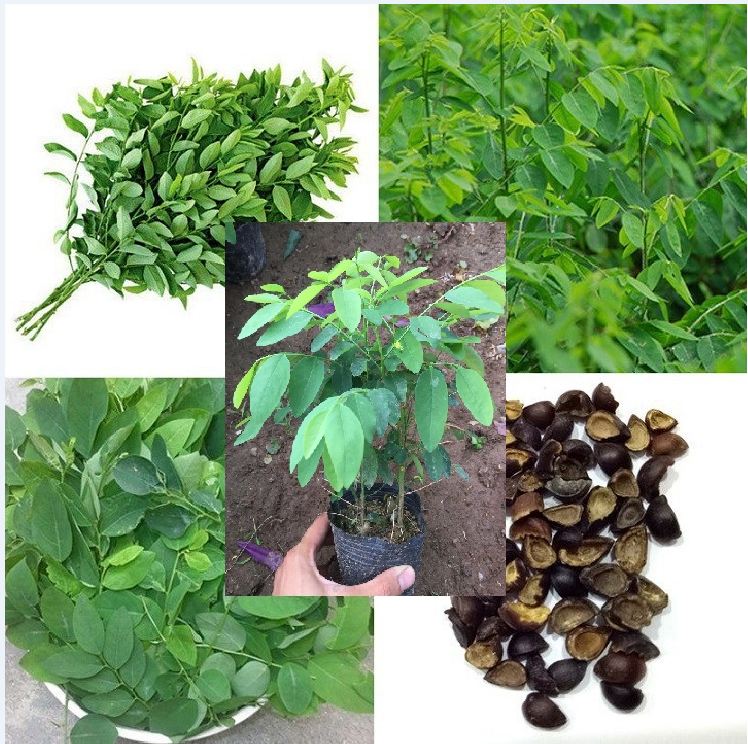 Bộ 3 gói hạt giống rau bồ ngót - tặng  1  kích mầm