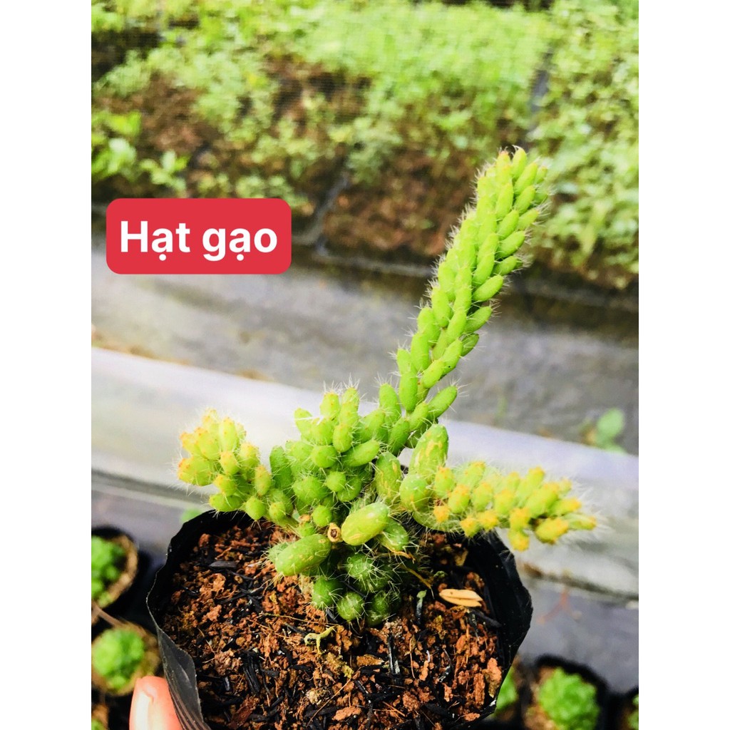 Sen đá hạt gạo