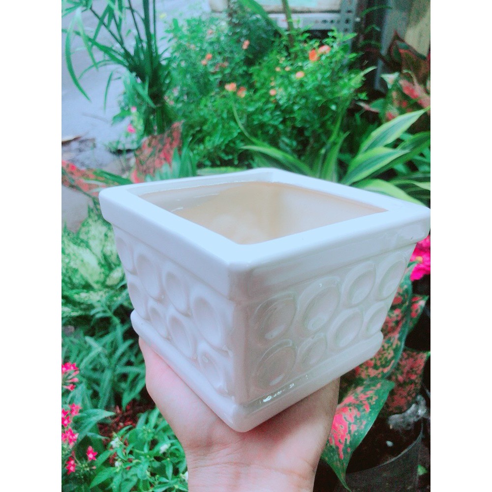 [HCM]Cây Hồng Môn Kèm Chậu Sứ