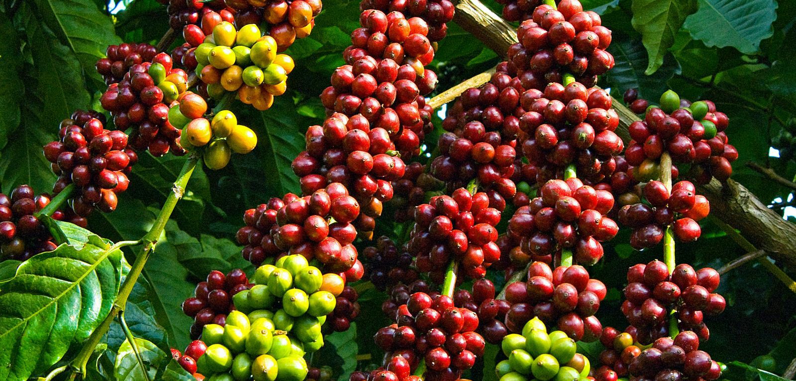 Cafê say nguyên chất 500g
