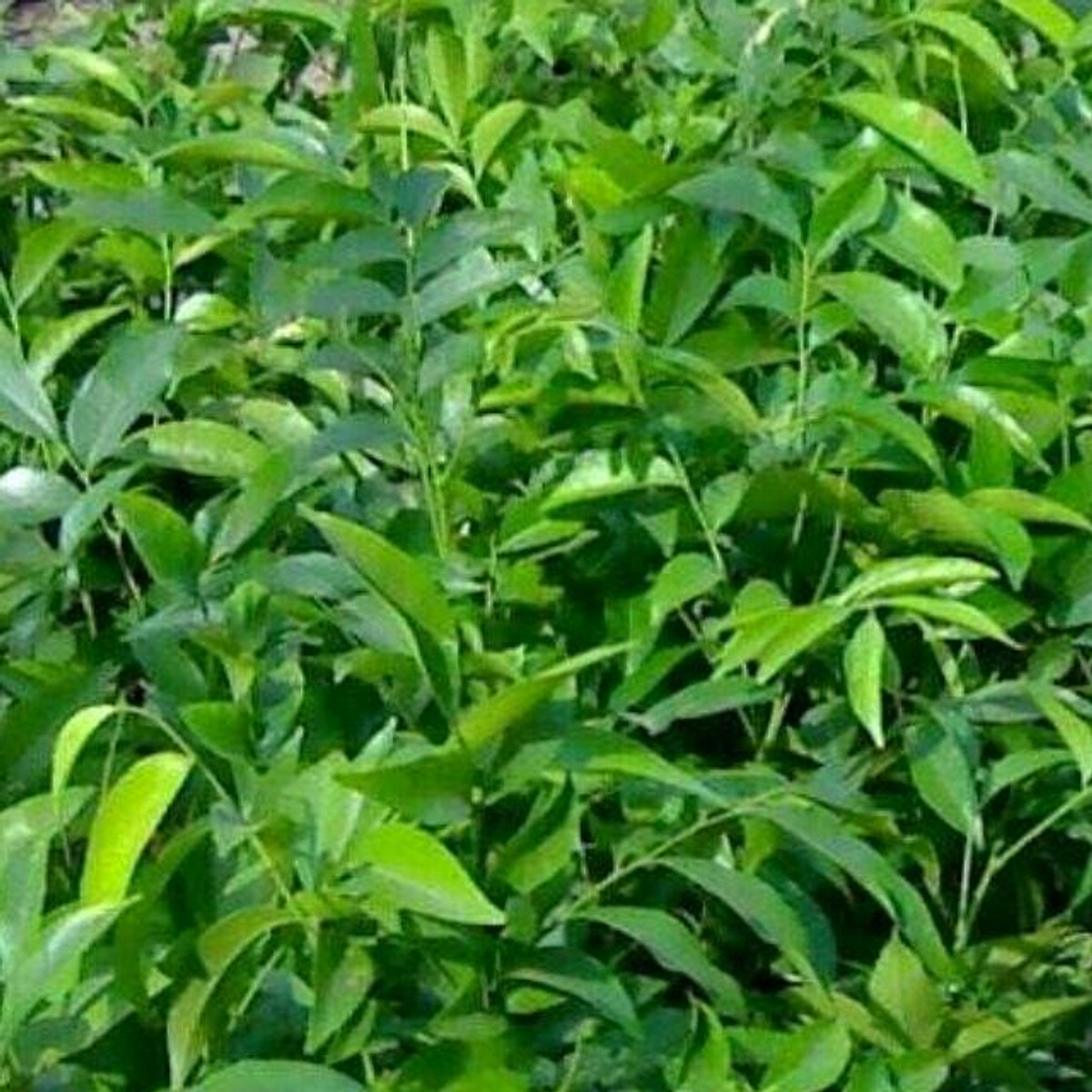 Combo 2 cây mắc mật