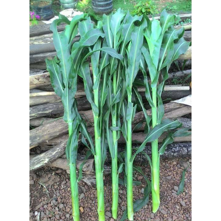 Hạt Giống Cỏ Sudan Super Bmr - Cỏ Ngô (Gói 100G)