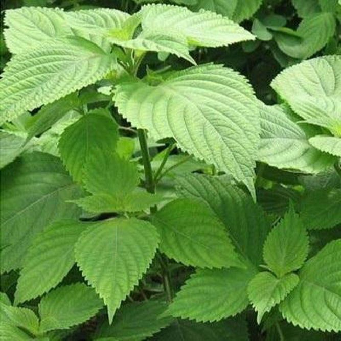 2gram Hạt Giống Rau Kinh Giới