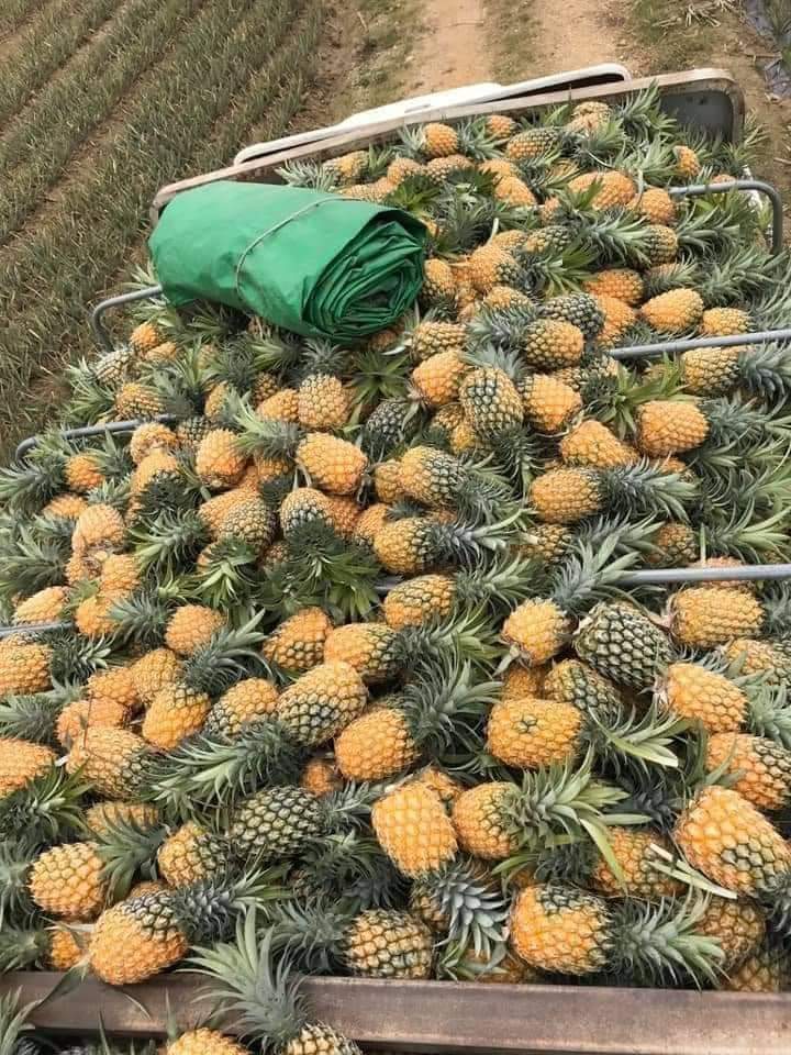Giống Dứa, Khóm, Thơm Mật MD2