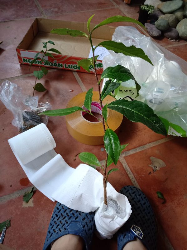 Cây giống Chè Shan Tuyết