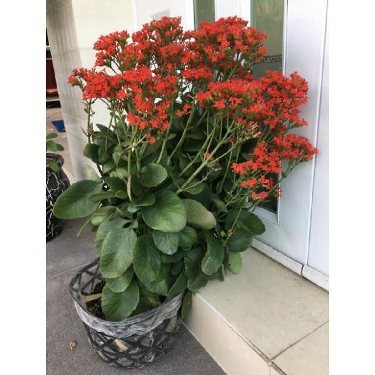 Hoa sống đời thái , cây đẹp, giống chuẩn tặng 2 cây chè xanh
