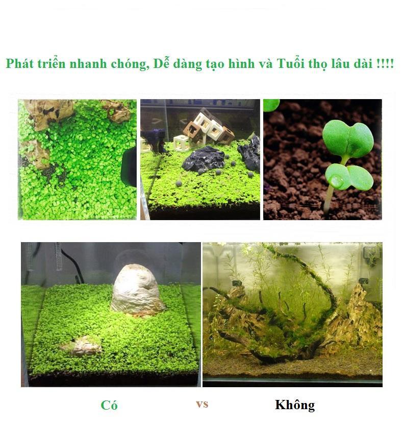 Hạt giống thủy sinh (Cây Cỏ Yêu Tinh)
