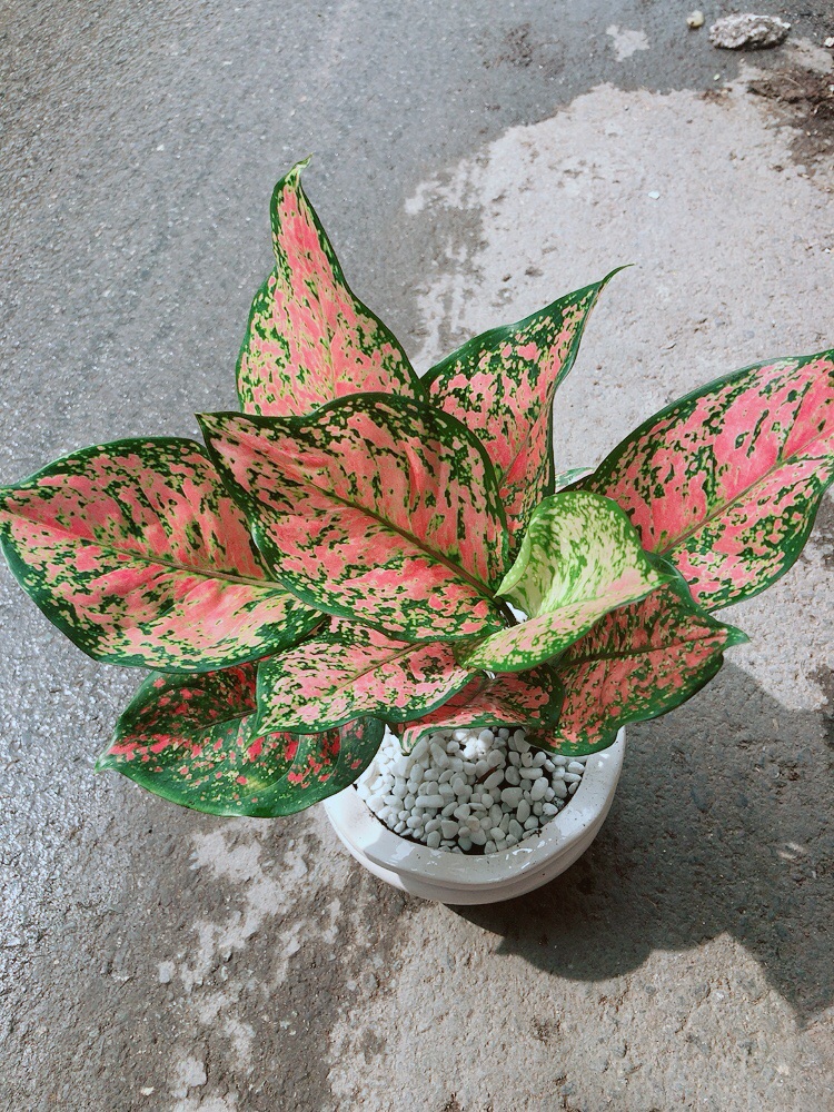 Chậu Vạn Lộc