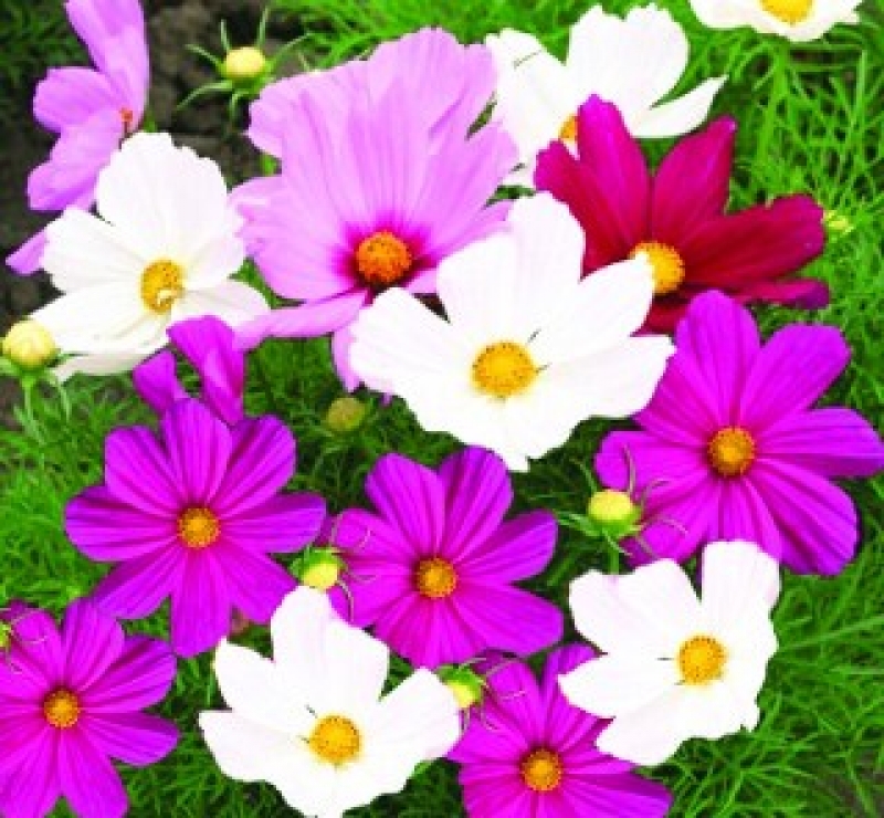 Hạt giống hoa Sao Nhái (100 hạt)