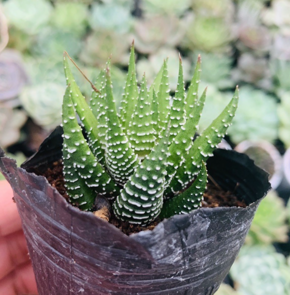 CÂY RỒNG - ĐÀ LẠT - LỖI 1 ĐỔI 1