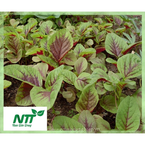 Hạt giống rau Dền Thuận Nông TN 20g >90% quanh năm chất lượng cao