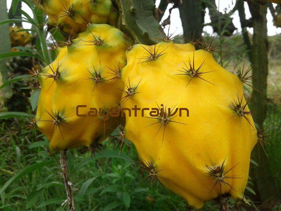 Cây Giống Thanh Long Vàng Ecuador