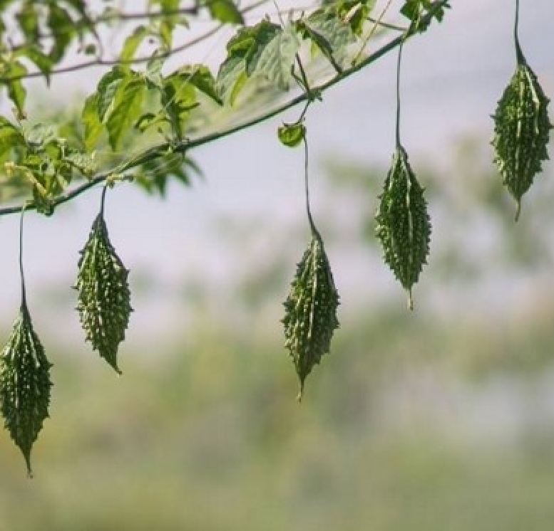 "Gói 20 Hạt " Hạt Giống (Mướp Đắng ) Khổ Qua Rừng