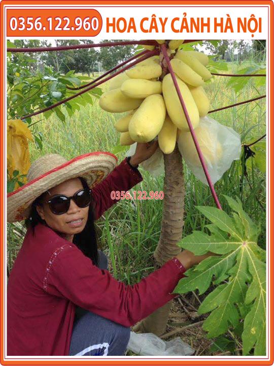 Hạt giống đu đủ vàng Thái Lan cao sản