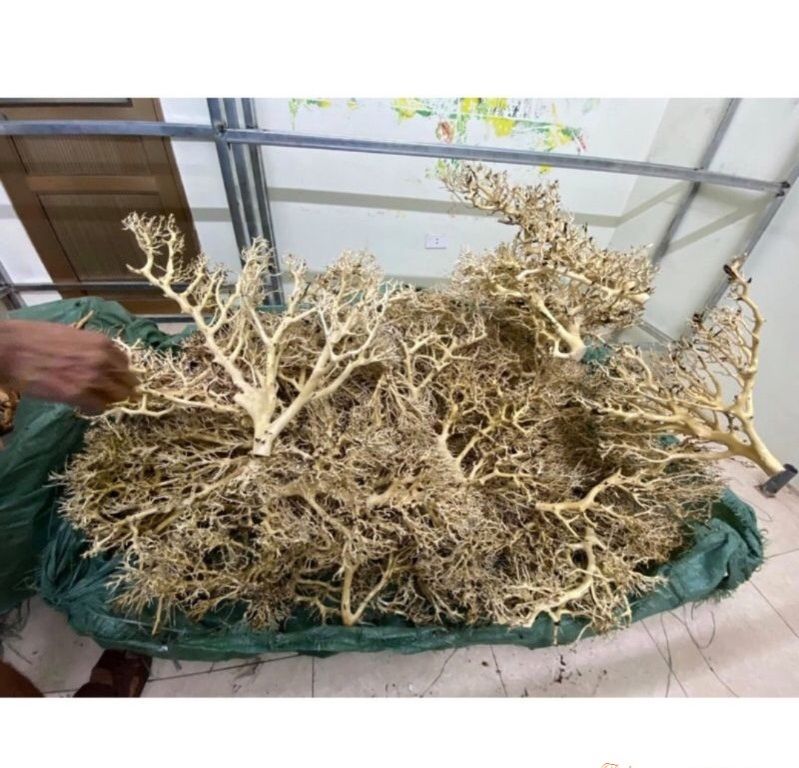 Lũa xương chùm / Lũa tán quýt (100g) 🔥 Chuyên ghép tán bonsai thuỷ sinh