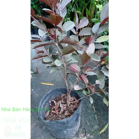 Cây ổi tím