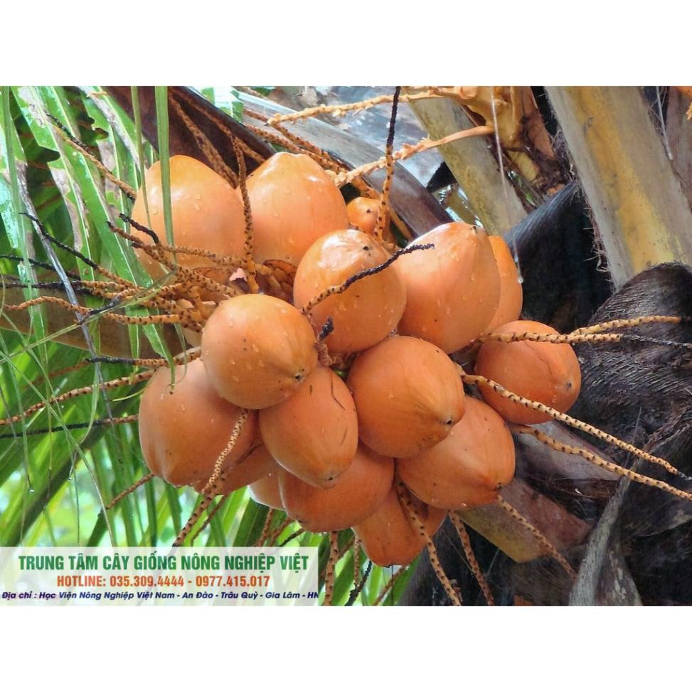 Cây Giống Dừa Lửa Lùn