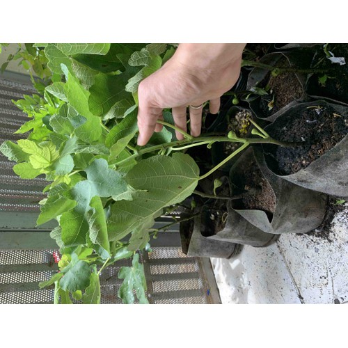Cây Sung Mỹ siêu trái + (500g) phân thỏ hữu cơ