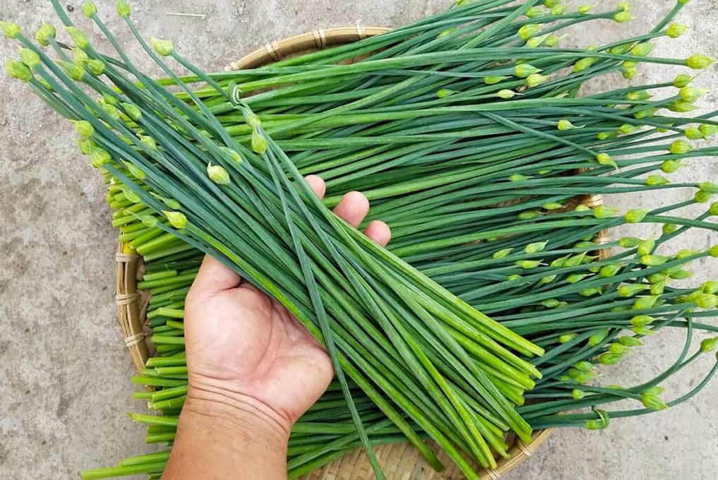 Hạt giống hẹ lá Thái Lan. 1 gr/gói