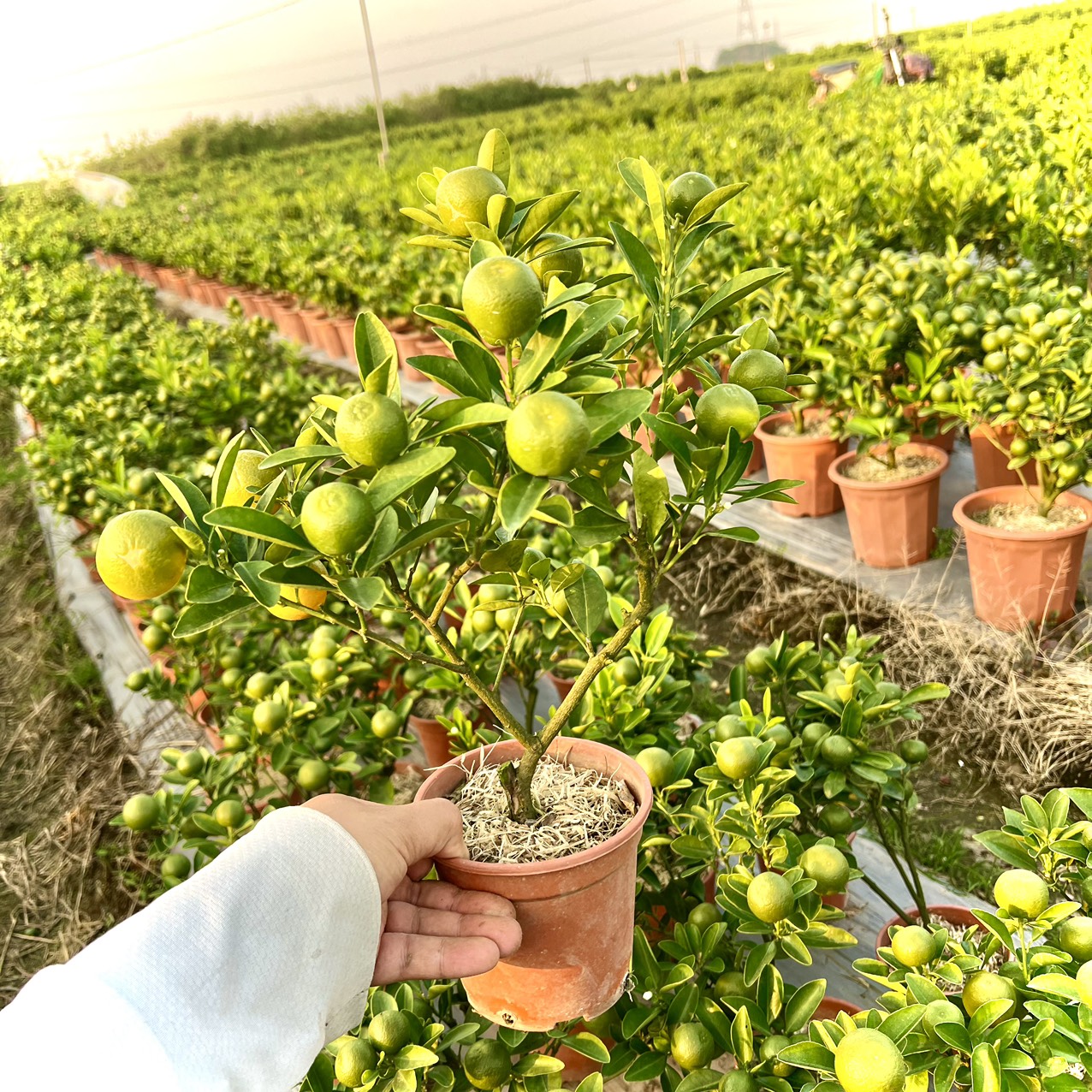 Cây quất tiểu cảnh mini cao 20-30 cm chín đúng dịp tết