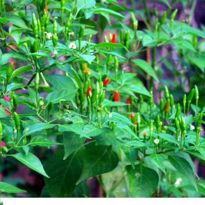 Hạt giống ớt thóc (ớt xiêm rừng) - 1 gói 30 hạt - VTNT1