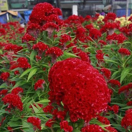 Hạt Hoa Mồng Gà Búa Màu Đỏ - Gói 0,1 Gram