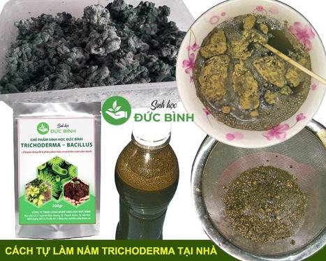 TRICHODERMA BACILLUS - CHẾ PHẨM SINH HỌC CHUYÊN Ủ PHÂN HỮU CƠ VÀ KIỂM SOÁT NẤM BỆNH