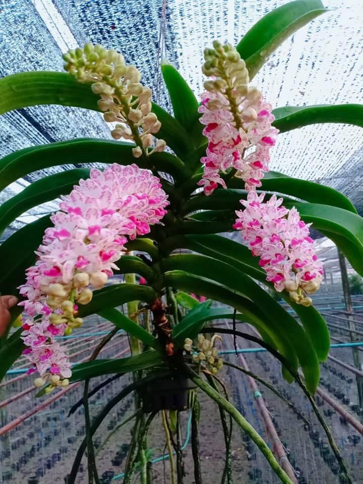 Ngọc Điểm Thanh lý lỗi lá