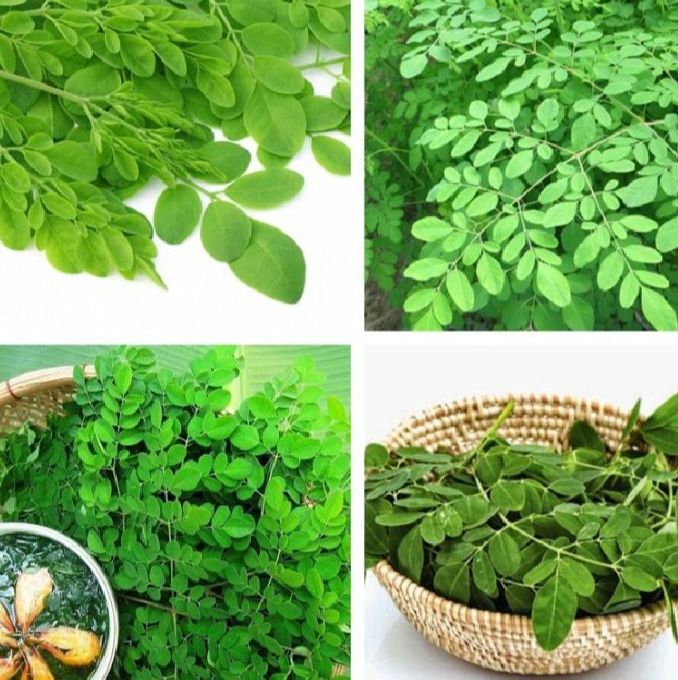 Hạt giống cây chùm ngây -gói 20 hạt(
